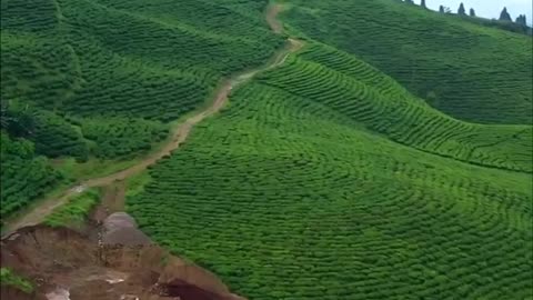 Kanyam,Ilam, Nepal