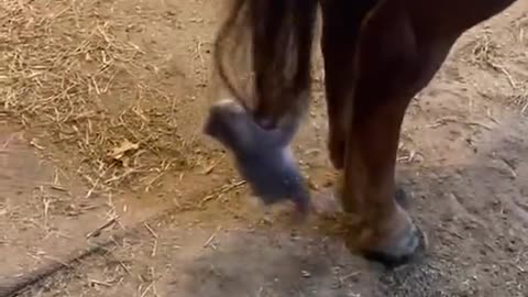 A kitten playing with a horse's tail #kitten #cat