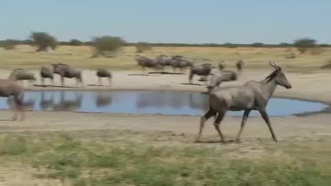 African Animals Near Watering Hole