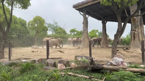 Epic Elephant Clash at the Zoo Wild Elephant Battle Caught on Camera