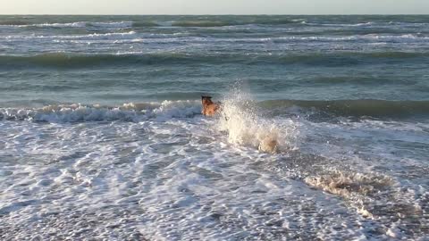 Cute Dog versus the waves, who wins!