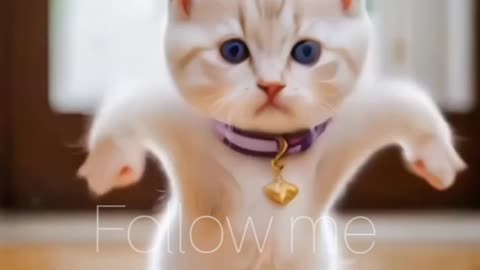 Cute cat 🐈😺 dance # Funny Animacl . Animal funny videos. cute cats funny videos.