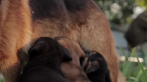 German shepherd feeding puppies