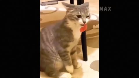 Cute and Funny Animals Compilation #18