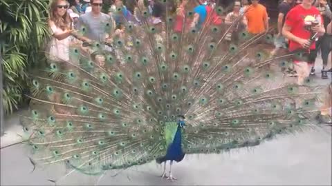 Peacock_Opening_Its_Feathers