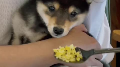 Shock! The puppy can't eat on the table?