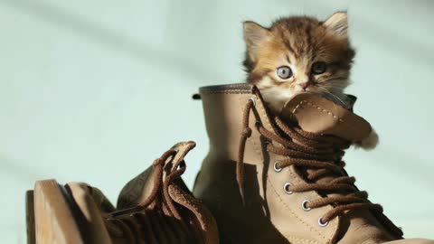Cute and funny kitten playing hide and seek in shoes