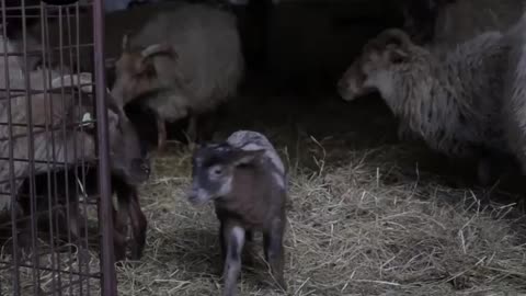 Goat 🐐 video | Cartoon animals 😇 | #animals | #shorts