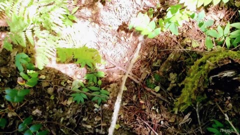 MALE URINATES IN THE WOODS OF OREGON!