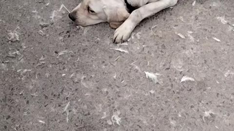 Cute Dog 🐕 Video By Kingdom of Awais