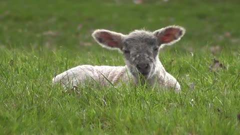 Lumb cute baby farm