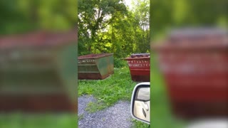 Black Bear Looking for a Snack