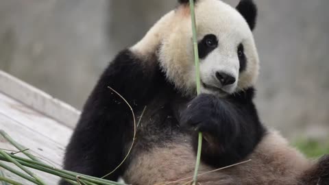 Que bellos son estos animales, son tan tiernos, los amo.