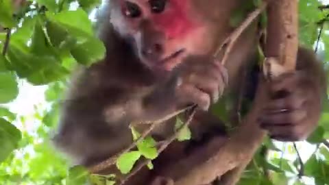 #animallovers❤️ #cute #cocakamonkey #animalsreact #monkeycoca #monkey #animals #zoo #gorilla