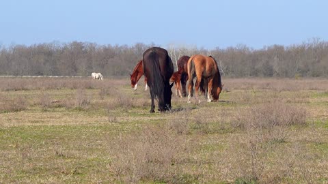 Brutal Stallion Mating Fight | Planet Earth II | BBC Earth