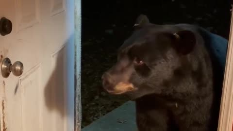 Bear Politely Closes Door