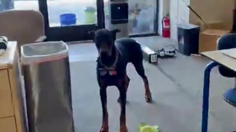 Dog Rushes Into Kennel to Show Guilt After Getting Caught Littering