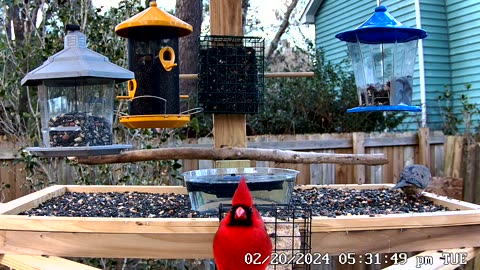 QuickClip: Beautiful Male Cardinal Up Close