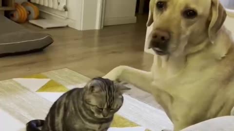 Cute cat and dog