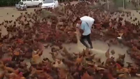 There is a chicken farm somewhere in China