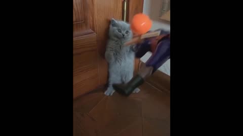 Unbelievable!!! #319 Funny Cat Videos Try Not To Laugh