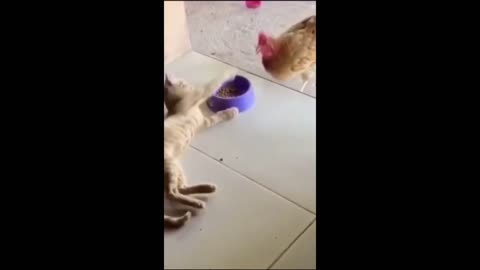 Cat vs Dog.. Funny animal videos.