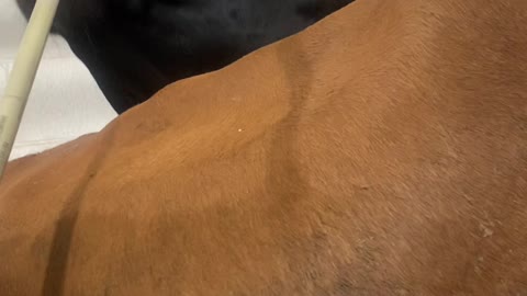 Dairy Cow Craves Delicious Doughnuts