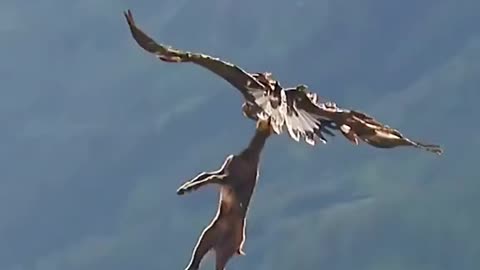 Eagle 🦅