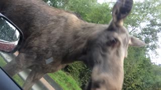 Moose Intimidates People in Car