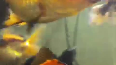 BEAUTIFUL BIG FISH OVALE