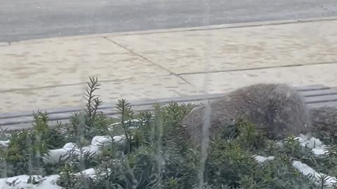 Squirrel Pulls Entire Cookie Out of Bush