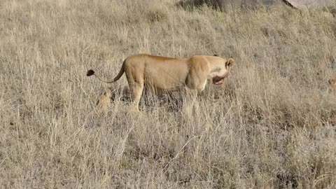 (ORIGINAL AUDIO) ADORABLE! SIX LION CUBS enjoy their first outdoor adventure (1080p 60FPS)