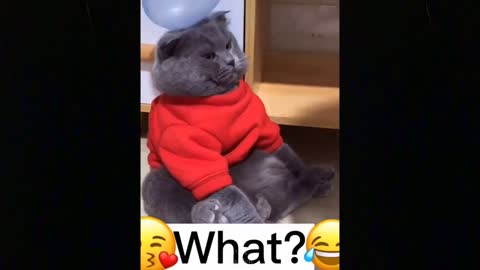 OMG So Cute Cats ♥ Best Funny Cat Videos 2021 | Pets Garden