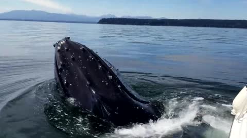 Humpback whale spent an HOUR! around my boat but hits it only once. Full video coming soon