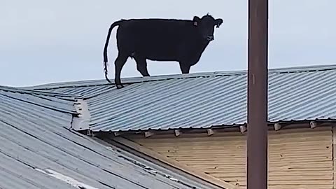 Cow Walking on Rooftop