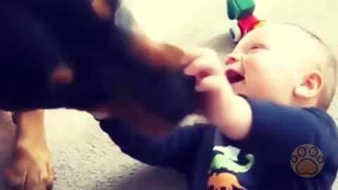 babies laughing at funny dogs