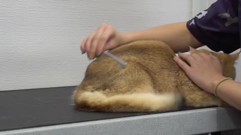 Give me trouble you get the bubble British Shorthair