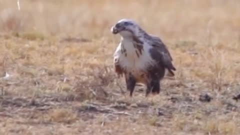 mother eagle hunts snakes to feed her cubs