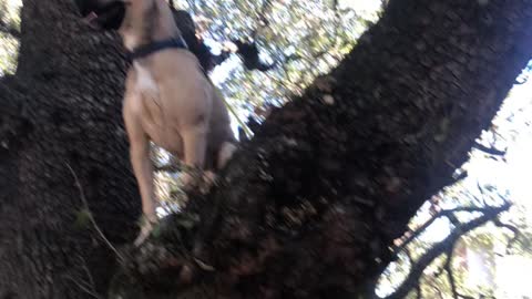 Dog loves climbing trees