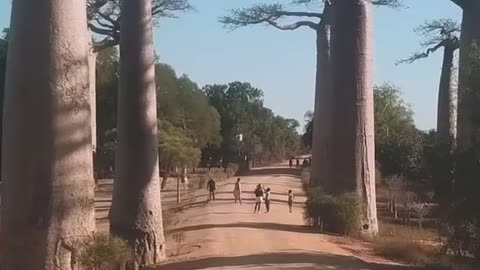 Places that don't feel real Madagascar edition