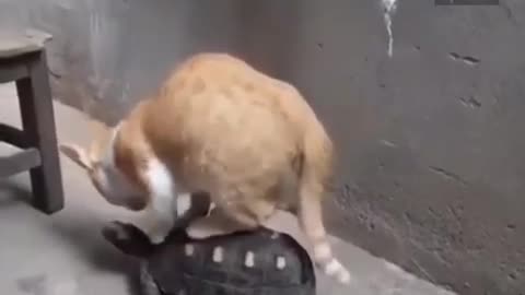 Funny cat rides on a turtle