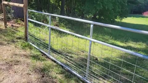 Rotational Grazing & High Tensile Fencing for Homesteads
