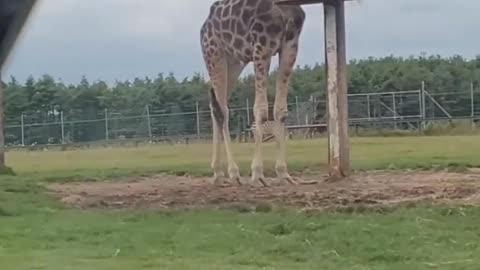 Giraffe very near