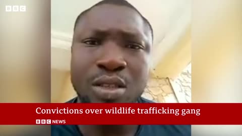 _Top_ pangolin traffickers caught by undercover sting operation - BBC News