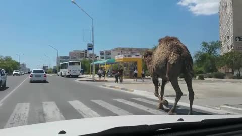 Camel Walks Down Busy Street