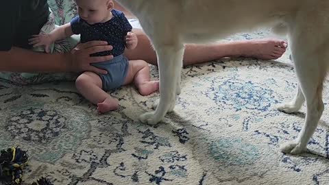 Blind Husky Loves Baby