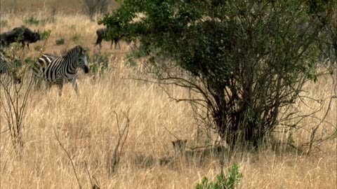 Great migration | wild ones | free documentary nature