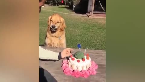 Dog Reaction to Cutting Cake - Funny Dog Cake Reaction Compilation | Pets House