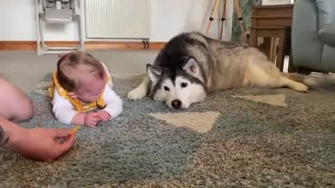 Husky Tries To Help Baby Crawl For The First Time!!😭.