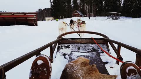 Winter fun_ Husky ride _ dog sledding in Finland [4K]